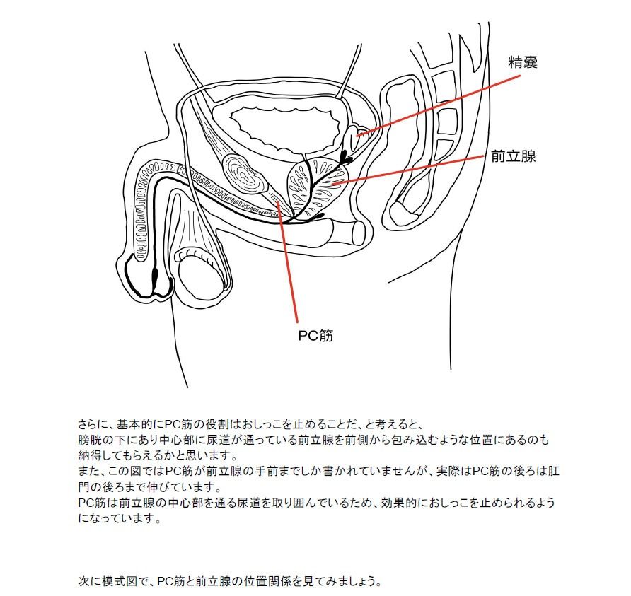 【医学生監修/図解解説PDF入】脳に快感を刻み込む甘々乳首＆前立腺開発 後戻りできない一ヶ月間甘マゾ メスイキトレーニング